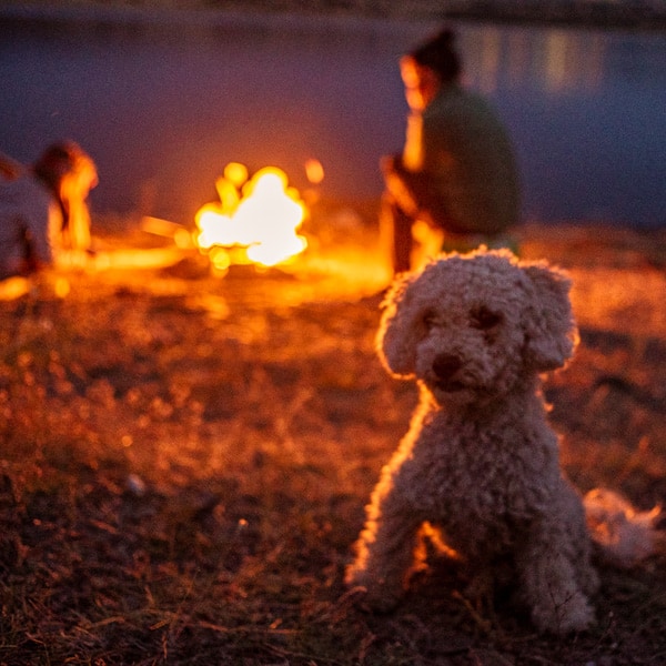 Havipoo - Familienleben im Wohnmobil mit Hund - ein Hund am Lagerfeuer
