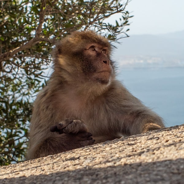 Yafekama Familienleben im Wohnmobil - Affe aus Gibraltar